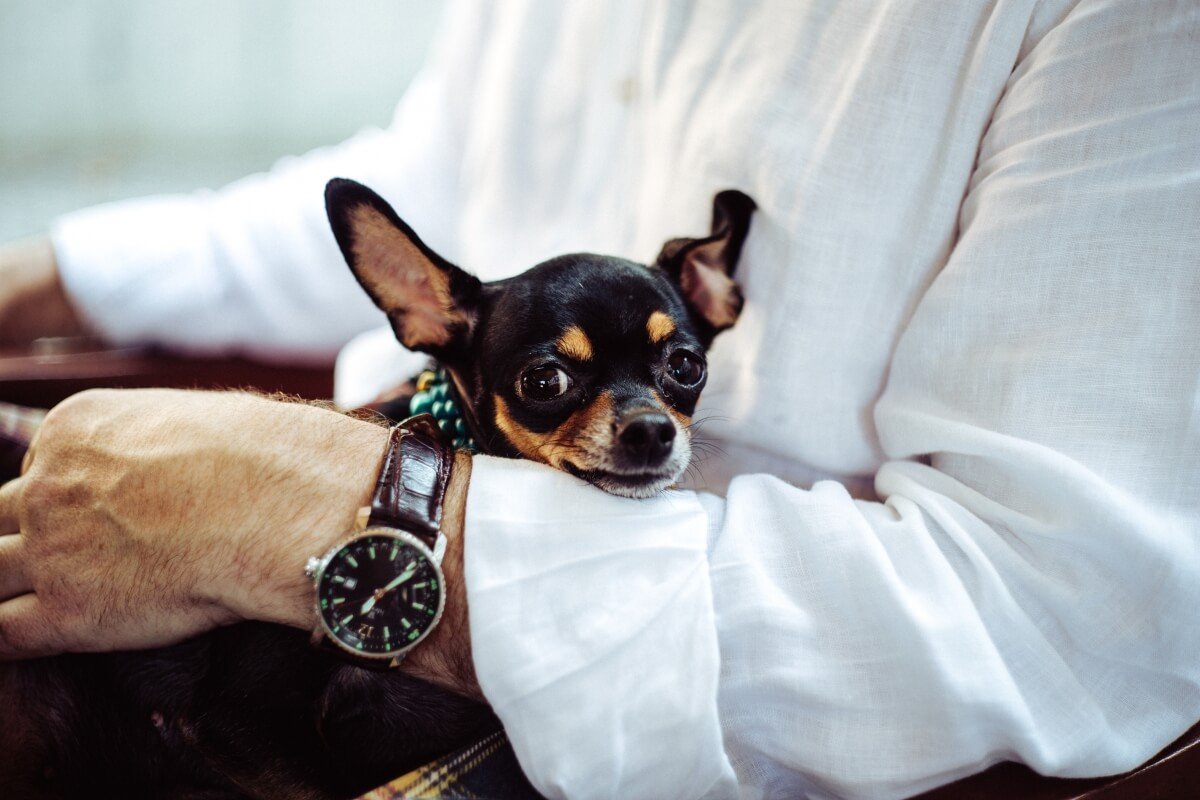angelina-litvin-39774-unsplash Wizytówki dla weterynarzy